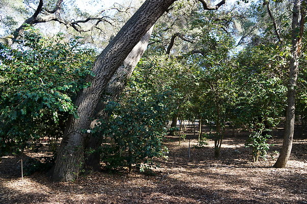 Camillia.Oak.Forest.12