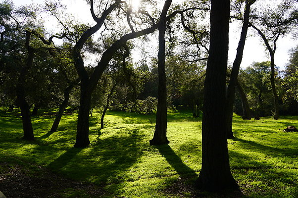 Camillia.Oak.Forest.32