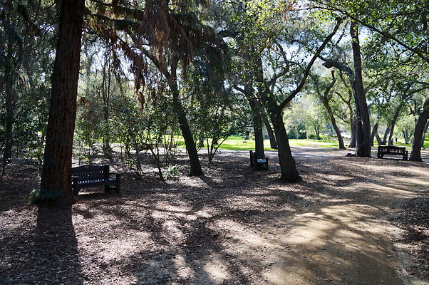 Camillia.Oak.Forest.23