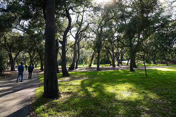 Camillia.Oak.Forest.28