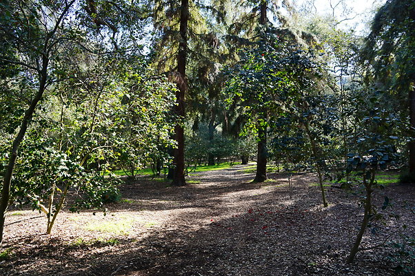 Camillia.Oak.Forest.17