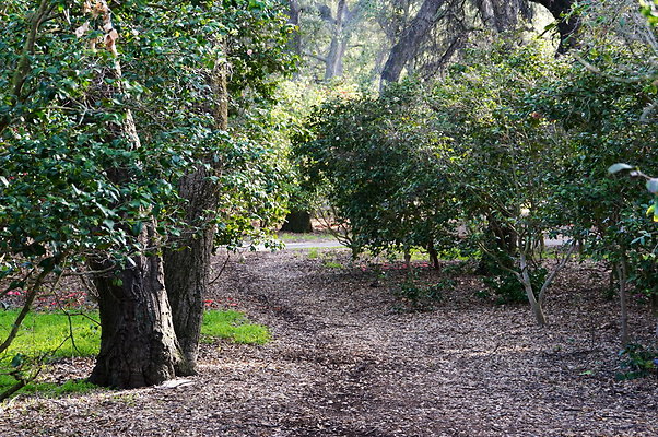 Camillia.Oak.Forest.50