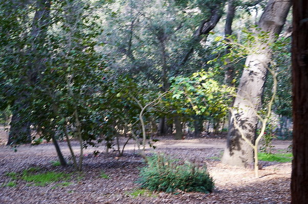 Camillia.Oak.Forest.57