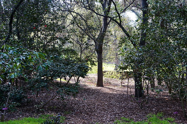 Camillia.Oak.Forest.56