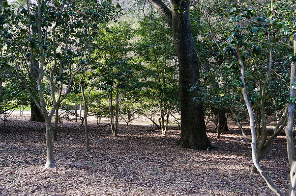 Camillia.Oak.Forest.45