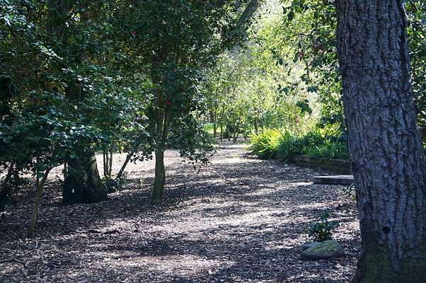 Camillia.Oak.Forest.16