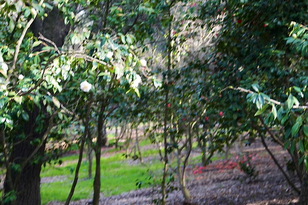 Camillia.Oak.Forest.48