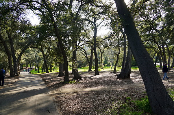 Camillia.Oak.Forest.29