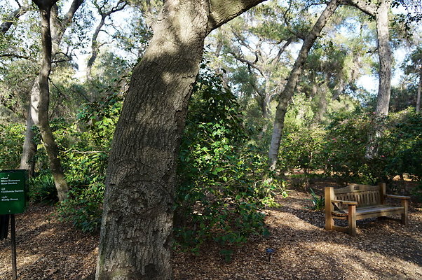 Camillia.Oak.Forest.33