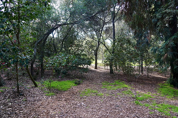 Camillia.Oak.Forest.55