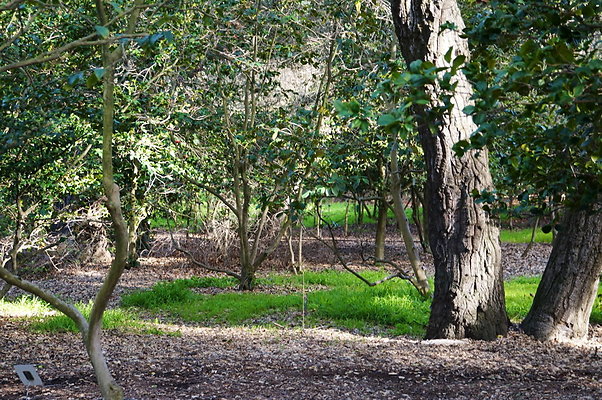 Camillia.Oak.Forest.49