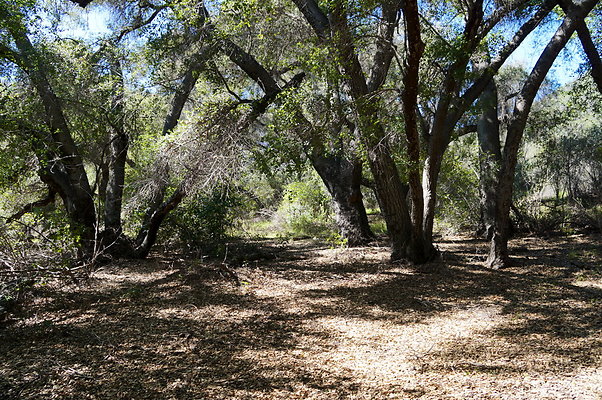 Tapia.Park.2.2019.37
