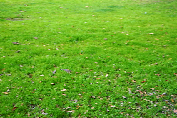 Prospect.Park.ELA&gt;12