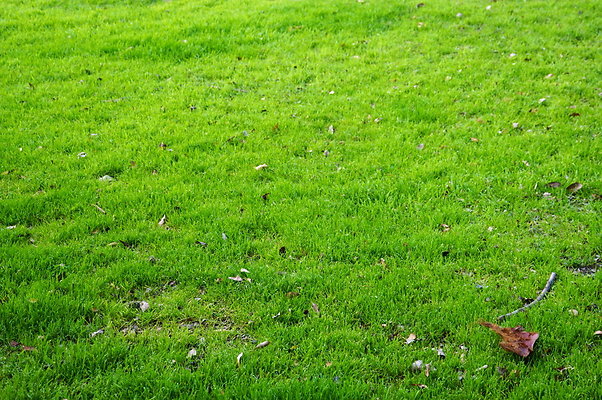 Prospect.Park.ELA&gt;10