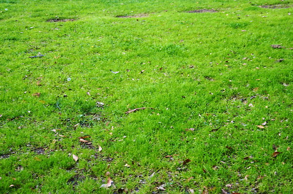 Prospect.Park.ELA&gt;11