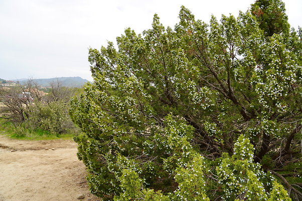 Vazquez.Rocks.69