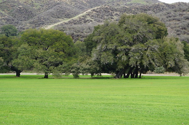 GOR.West.Meadow.31