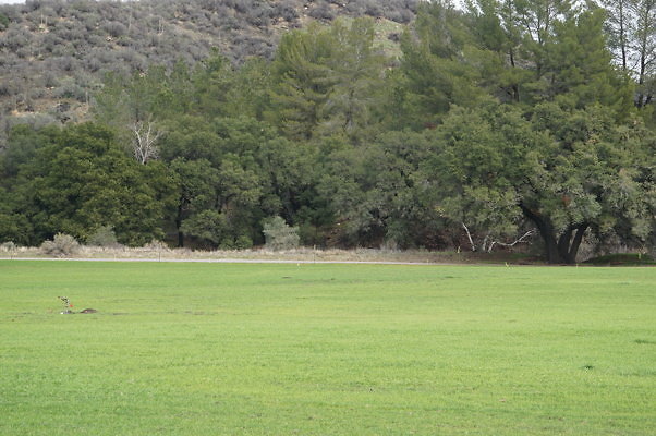 GOR.West.Meadow.32