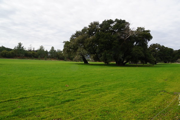 GOR.West.Meadow.06