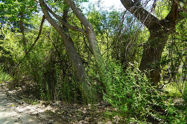 Polsa.Rosa.Creek.Trees.03 Polsa.Rosa.Creek.Trees.03