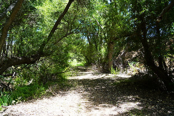 Polsa.Rosa.Creek.Trees.32 Polsa.Rosa.Creek.Trees.32