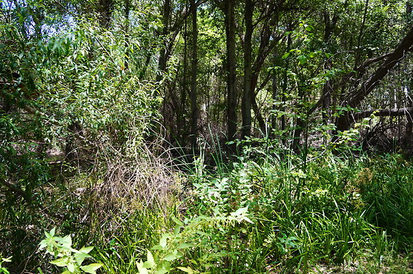 Polsa.Rosa.Creek.Trees.19 Polsa.Rosa.Creek.Trees.19