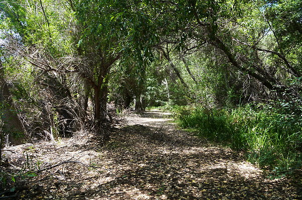 Polsa.Rosa.Creek.Trees.11 Polsa.Rosa.Creek.Trees.11