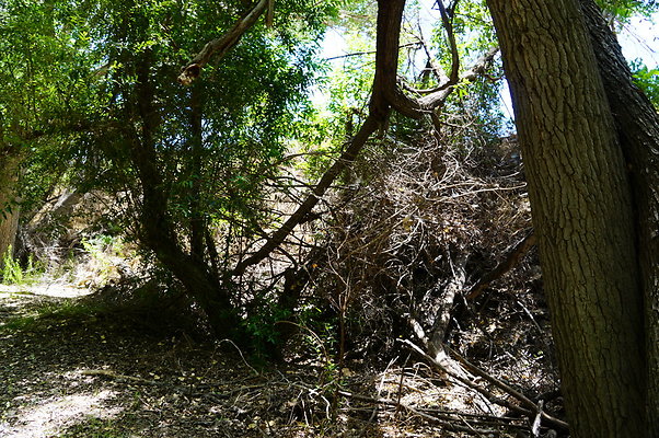 Polsa.Rosa.Creek.Trees.33 Polsa.Rosa.Creek.Trees.33