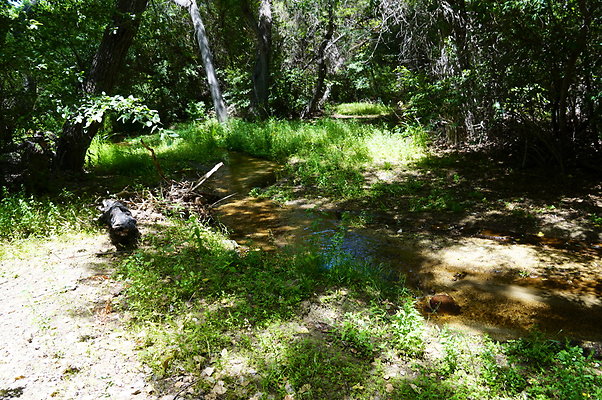 Polsa.Rosa.Creek.Trees.25 Polsa.Rosa.Creek.Trees.25