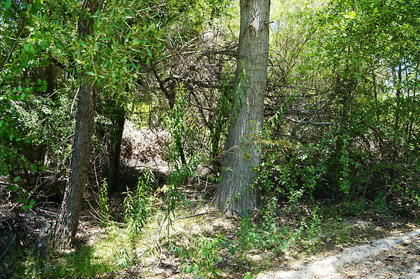Polsa.Rosa.Trees.Creek.1.Acton