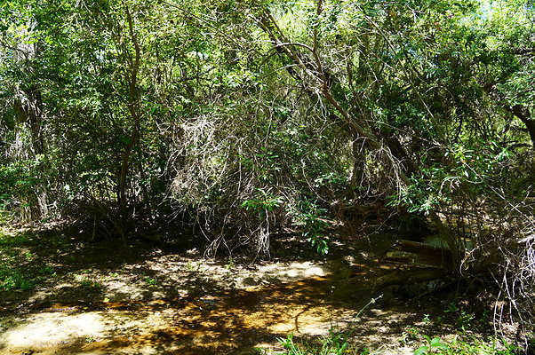 Polsa.Rosa.Creek.Trees.24