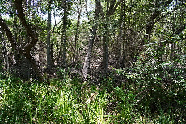 Polsa.Rosa.Creek.Trees.17 Polsa.Rosa.Creek.Trees.17