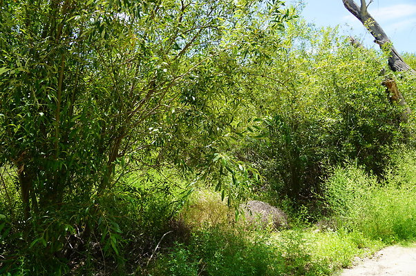 Polsa.Rosa.Creek.Trees.07 Polsa.Rosa.Creek.Trees.07