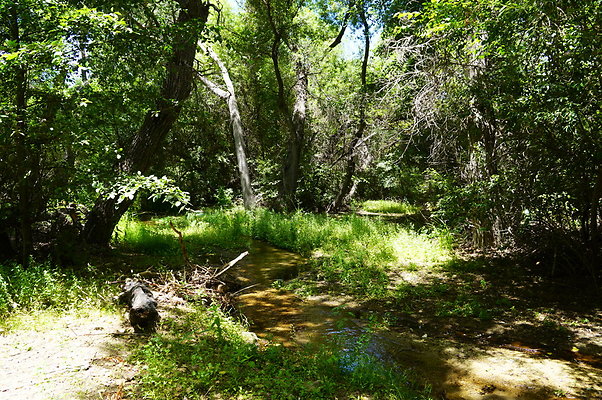 Polsa.Rosa.Creek.Trees.23