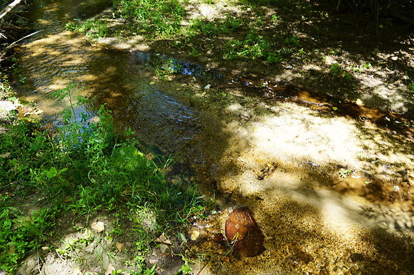 Polsa.Rosa.Creek.Trees.36 Polsa.Rosa.Creek.Trees.36