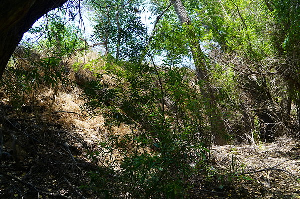 Polsa.Rosa.Creek.Trees.10 Polsa.Rosa.Creek.Trees.10