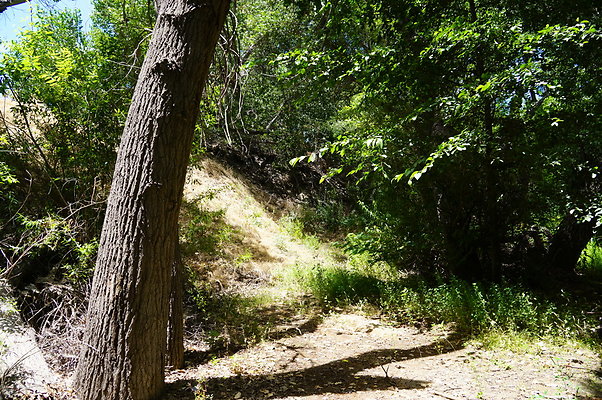 Polsa.Rosa.Creek.Trees.22 Polsa.Rosa.Creek.Trees.22