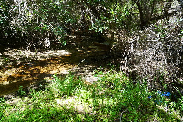 Polsa.Rosa.Creek.Trees.27 Polsa.Rosa.Creek.Trees.27