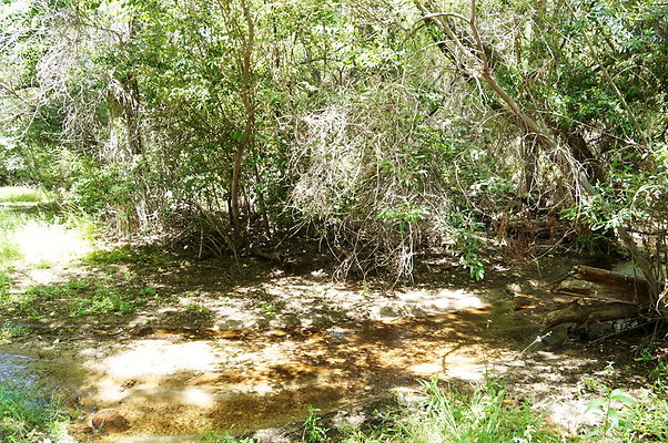 Polsa.Rosa.Creek.Trees.30 Polsa.Rosa.Creek.Trees.30