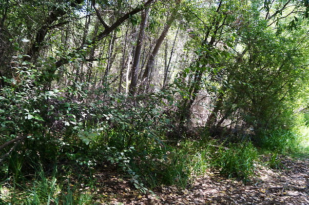 Polsa.Rosa.Creek.Trees.18 Polsa.Rosa.Creek.Trees.18