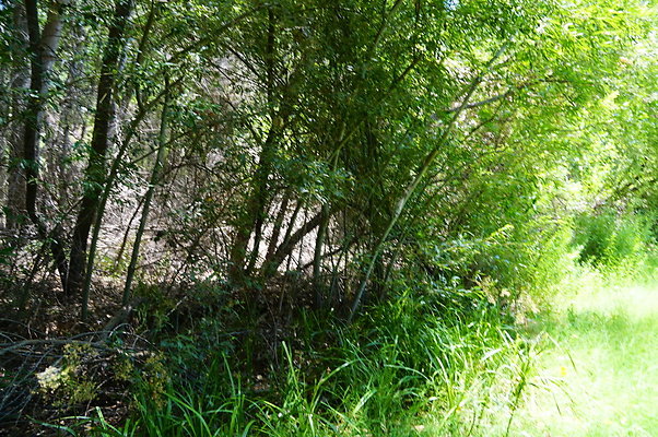 Polsa.Rosa.Creek.Trees.13