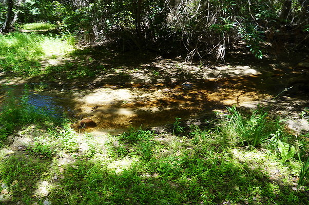 Polsa.Rosa.Creek.Trees.26 Polsa.Rosa.Creek.Trees.26