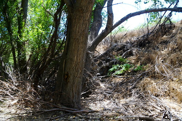 Polsa.Rosa.Creek.Trees.21 Polsa.Rosa.Creek.Trees.21