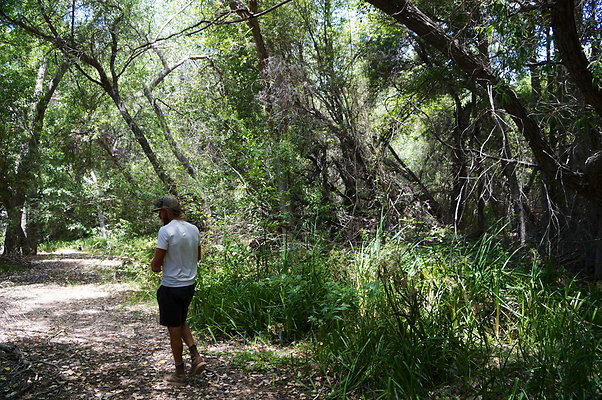 Polsa.Rosa.Creek.Trees.16 Polsa.Rosa.Creek.Trees.16