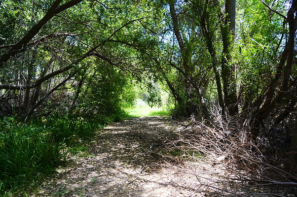 Polsa.Rosa.Creek.Trees.20 Polsa.Rosa.Creek.Trees.20