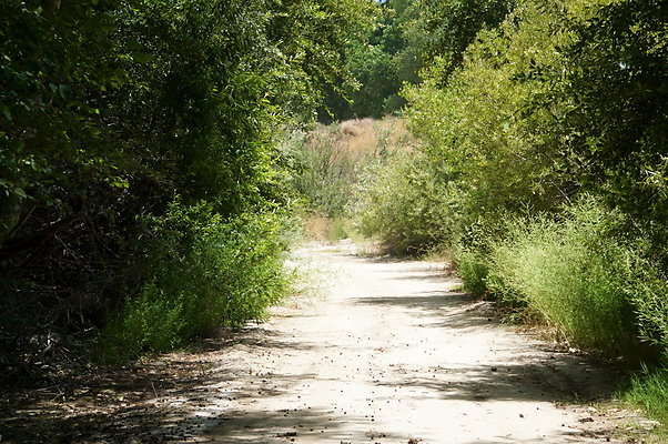 Polsa.Rosa.Creek.Trees.05 Polsa.Rosa.Creek.Trees.05