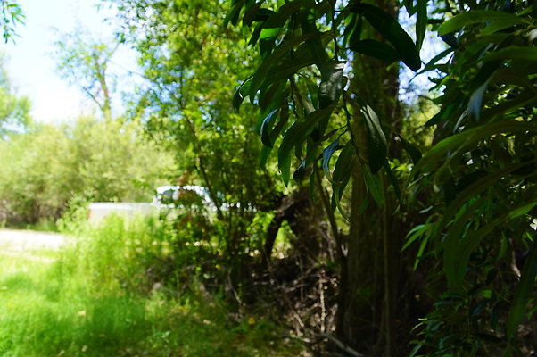 Polsa.Rosa.Creek.Trees.15 Polsa.Rosa.Creek.Trees.15