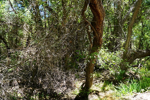 Polsa.Rosa.Creek.Trees.31 Polsa.Rosa.Creek.Trees.31