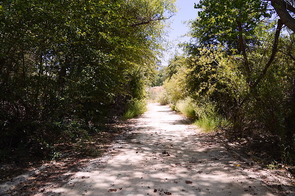 Polsa.Rosa.Creek.Trees.02 Polsa.Rosa.Creek.Trees.02