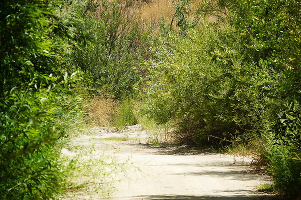 Polsa.Rosa.Creek.Trees.06 Polsa.Rosa.Creek.Trees.06